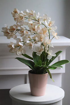 OD RĘKI Selania Cream, sztuczny storczyk, wys.55cm