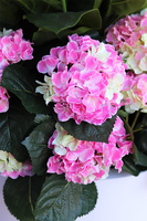 Hortensje Walter donica fiberglass z hortensjami,