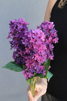 Bzy Deluxe Premium, gumowy bez kwitnący lilak, wiśniowy fiolet