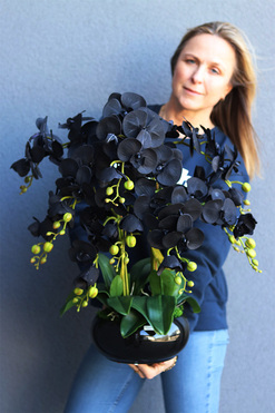 Black Glamour Piano, czarny storczyk w misie, wys.63cm 