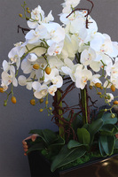 Chocolate Mediolan Grande 2, duży storczyk w wysokiej donicy