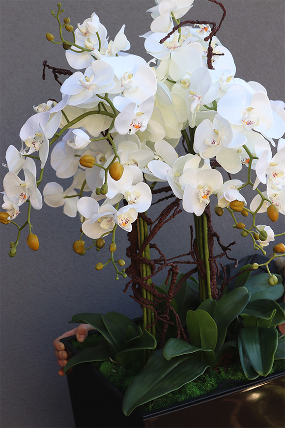 Chocolate Mediolan Grande 2, duży storczyk w wysokiej donicy