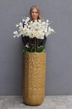 Golden Palace Cymbydium, wysoki storczyk podłogowy, wys.155cm