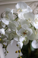 Pióra, storczyk w ceramicznej misie