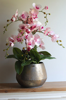 Nedera Pink, storczyk w złotej osłonce