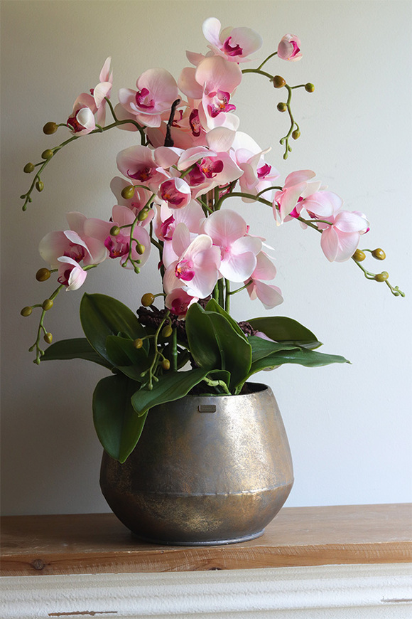 Nedera Pink, storczyk w złotej osłonce