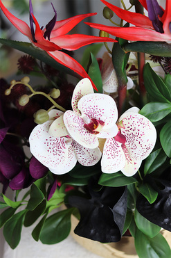 Amazonia Strelicja Gaina, egzotyczna kompozycja w donicy, wys.63cm