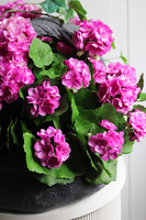 Pink Decore Volcan, fioletowe bratki w naczyniu