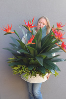 Strelicja Saute Round, kompozycja kwiatowa do Twojej donicy