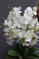 Borgio Nedila, sztuczny storczyk w brązowej osłonce