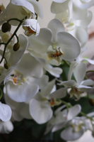 Klaudiusz, elegancki storczyk w srebrnej donicy, wys.60cm