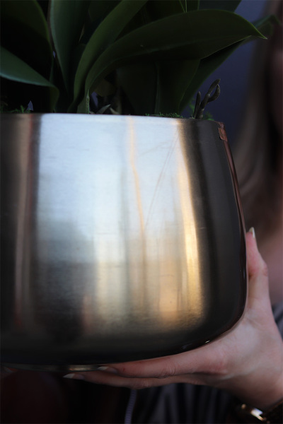 Figaria Gold, gumowy w złotej donicy