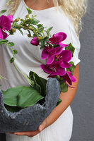 Fuksja Volcan, sztuczny storczyk w nieforemnej misie