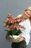 Korelle Granada, sztuczny storczyk w złotej misie