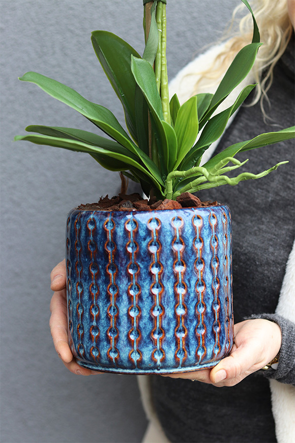 Blue Greca, sztuczny storczyk w niebieskiej osłonce