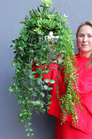 Green Evo, kompozycja sukulenty w lustrzanej donicy