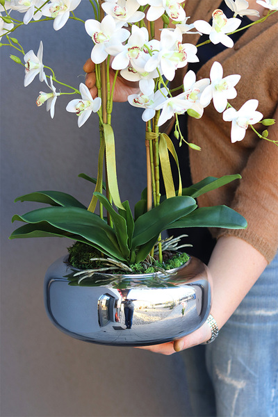 Nemmita Pompadour Silver, delikatny storczyk w srebrnej misie