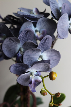 Bluefela, granatowy storczyk w podłużnej donicy, wys.40cm