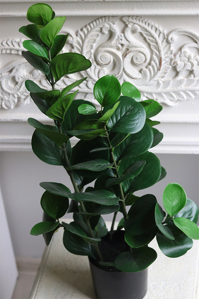 Zamiokulkas, wysokiej jakości sztuczna roślina