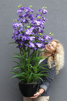 Ambasador Fiolet, duży sztuczny storczyk