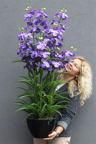 Ambasador Fiolet, duży sztuczny storczyk