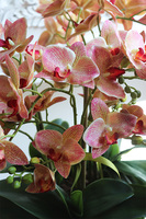 Castellamare Granada, gumowy storczyk w złotej misie