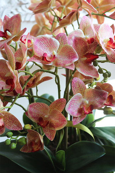 Castellamare Granada, gumowy storczyk w złotej misie