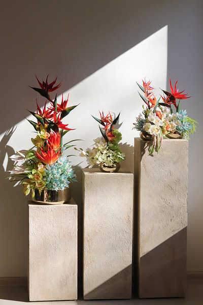 Strelicja Gaina Gold, egzotyczna kompozycja w misie