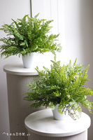 Fern Mediolan, paproć w białej donicy