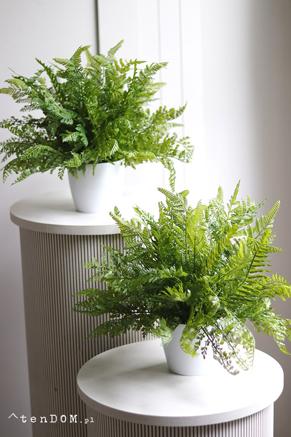 Fern Mediolan, paproć w białej donicy