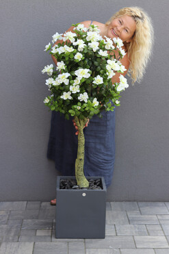 Azalia Concrete, sztuczna roślina w betonowej donicy, wys.130cm 