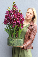 Kalite, nowoczesny sztuczny storczyk, wym.75cm