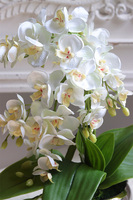 Mini Piano 2, sztuczny storczyk w lustrzanej donicy