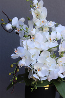 Borusia, elegancki storczyk w donicy glamour, wys.62cm