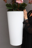 Mediolan Pudrowy Kiss, duży storczyk w białej donicy