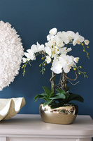 Agnesja, storczyk w złotej donicy glamour, wys.65cm