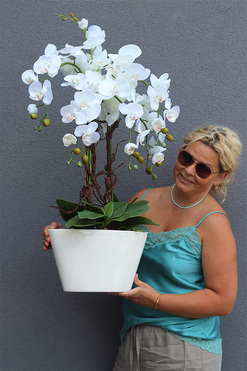 Bielise 2, sztuczny storczyk w wąskiej donicy, wys.92cm