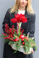 Amarylis Winter Gold B, świąteczna kompozycja z czerwonymi kwiatami, wys.46cm