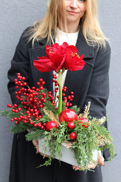 Amarylis Winter Gold B, świąteczna kompozycja z czerwonymi kwiatami, wys.50cm