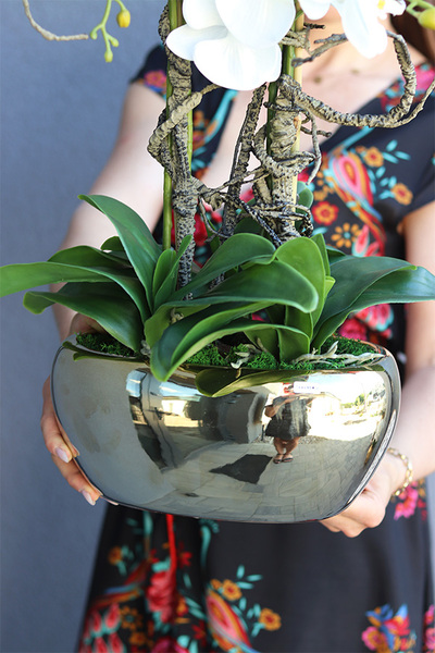 Medialo Gold, storczyk w donicy glamour, wys.60cm