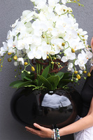 Grande Belezza 4, bardzo duży storczyk