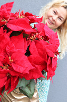 Gwiazda Betlejemska Nimfa, wysokiej jakości sztuczna roślina, wys.100cm