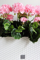 różowe pelargonie w skrzynce balkonowej