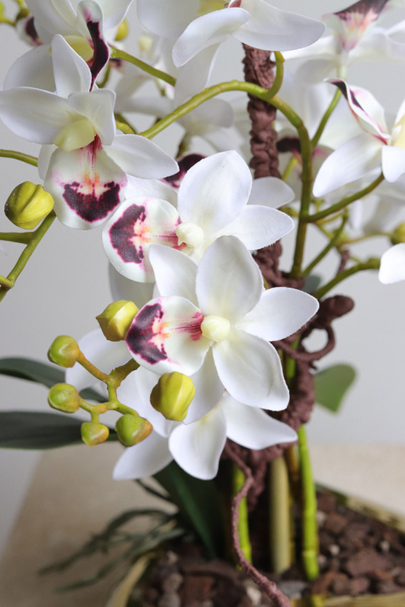 Orchid Heart, gumowy storczyk w złotej misie