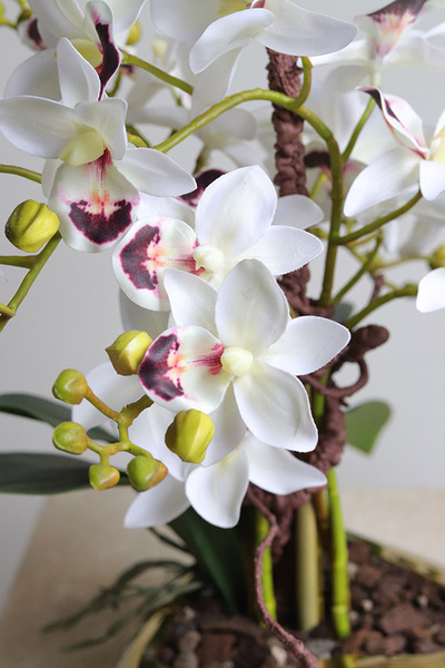 Orchid Heart, gumowy storczyk w złotej misie