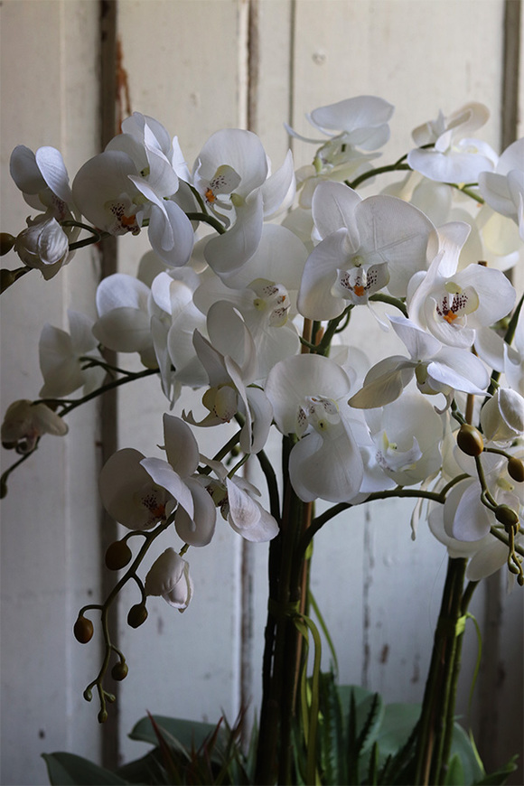 Greenera 2, storczyk z sukulentami w metalowej misie, wys.80cm