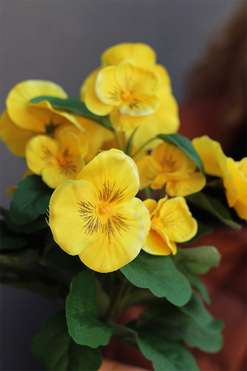 Bratki, kiść kwiatów, żółte, dł.25cm