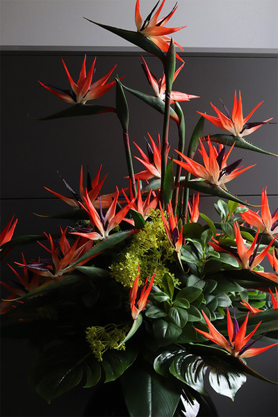  ogromny bukiet Strelicja Królewska