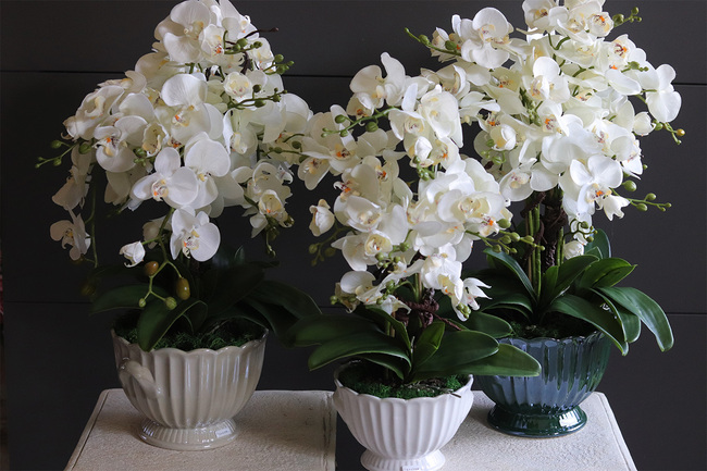 White Embassy, nowoczesny storczyk w ceramicznym pucharze