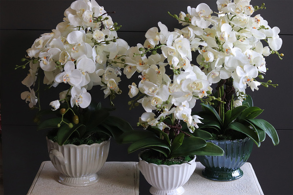 White Embassy, nowoczesny storczyk w ceramicznym pucharze